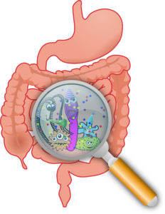 腸内細菌のイメージ画像